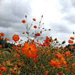 Load image into Gallery viewer, Cosmos, &#39;Diablo&#39;
