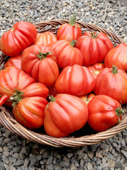 Load image into Gallery viewer, Tomato, &#39;Cuor di Bue Albenga&#39;
