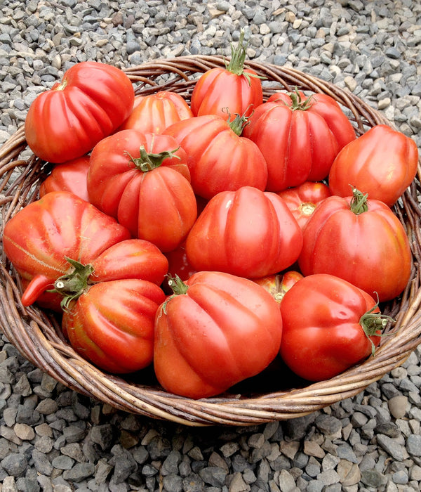 Tomato, 'Cuor di Bue Albenga'