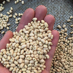 Load image into Gallery viewer, Cowpea, &#39;Fast Lady Northern/Southern Pea&#39;
