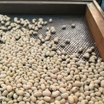 Load image into Gallery viewer, Cowpea, &#39;Fast Lady Northern/Southern Pea&#39;
