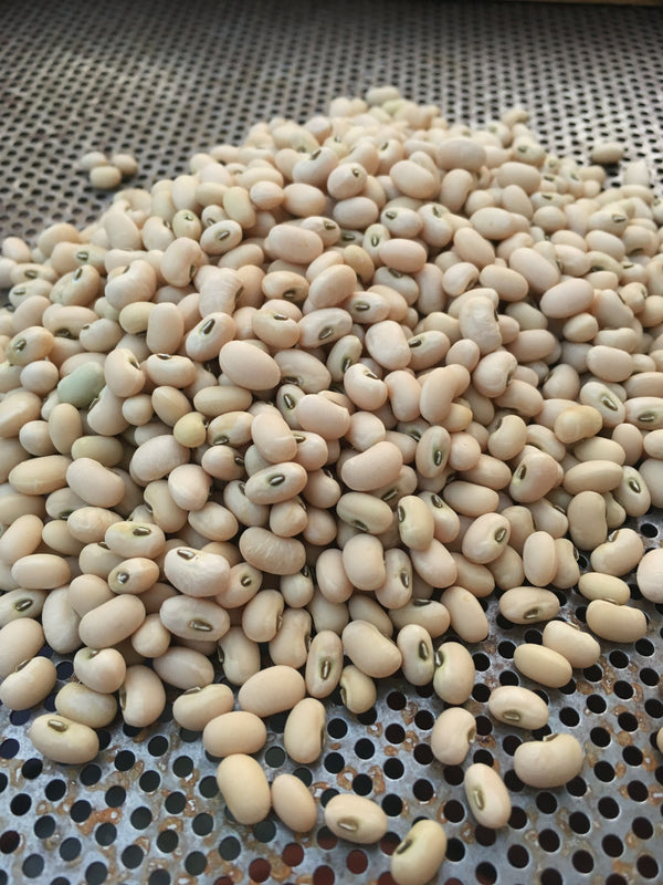 Cowpea, 'Fast Lady Northern/Southern Pea'