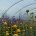 Load image into Gallery viewer, Craspedia, &#39;Sun Ball&#39;
