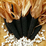 Load image into Gallery viewer, Corn, &#39;Dakota Black&#39;
