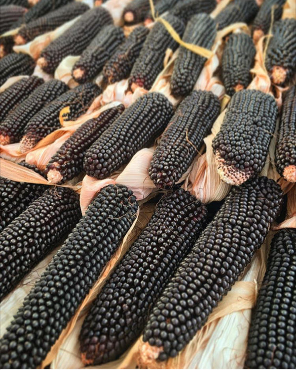 Corn, 'Dakota Black'