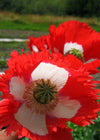 Poppy, Breadseed, 'Danish Flag'
