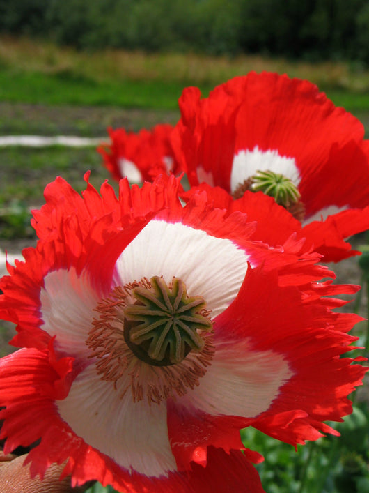 Poppy, Breadseed, 'Danish Flag'