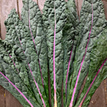 Load image into Gallery viewer, Kale, &#39;Dazzling Blue&#39;
