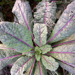 Load image into Gallery viewer, Kale, &#39;Dazzling Blue&#39;

