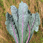 Load image into Gallery viewer, Kale, &#39;Dazzling Blue&#39;
