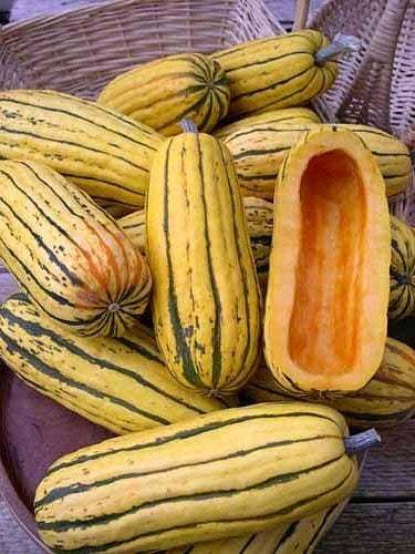 Winter Squash, 'Zeppelin Delicata'