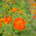 Load image into Gallery viewer, Cosmos, &#39;Diablo&#39;
