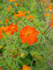 Load image into Gallery viewer, Cosmos, &#39;Diablo&#39;
