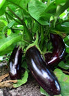 Eggplant, 'Diamond'