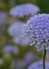 Didiscus, 'Blue Lace Flower'