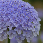 Load image into Gallery viewer, Didiscus, &#39;Blue Lace Flower&#39;
