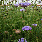 Load image into Gallery viewer, Didiscus, &#39;Blue Lace Flower&#39;
