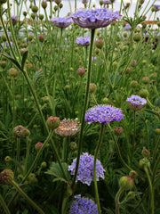 Load image into Gallery viewer, Didiscus, &#39;Blue Lace Flower&#39;

