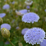 Load image into Gallery viewer, Didiscus, &#39;Blue Lace Flower&#39;
