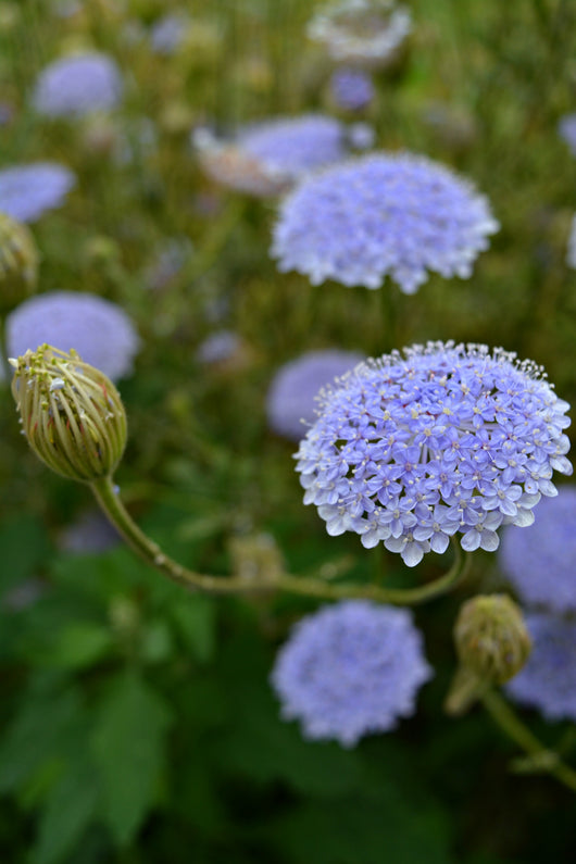 Didiscus, 'Blue Lace Flower'