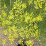 Load image into Gallery viewer, Dill, &#39;Goldkrone&#39;
