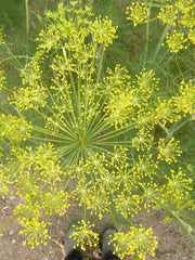 Load image into Gallery viewer, Dill, &#39;Goldkrone&#39;
