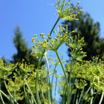 Load image into Gallery viewer, Dill, &#39;Goldkrone&#39;
