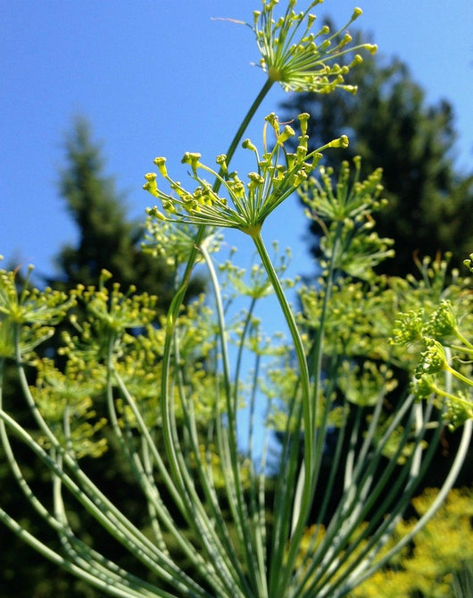 Dill, 'Goldkrone'