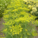 Load image into Gallery viewer, Dill, &#39;Goldkrone&#39;
