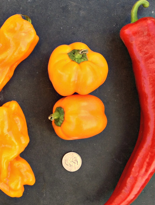 Sweet Pepper, 'Doe Hill'