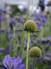 Load image into Gallery viewer, Scabiosa, &#39;Fama Deep Blue&#39;
