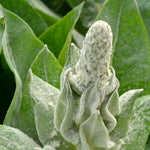 Load image into Gallery viewer, Verbascum, &#39;Arctic Summer&#39;
