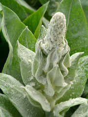 Load image into Gallery viewer, Verbascum, &#39;Arctic Summer&#39;
