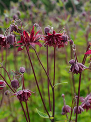 Load image into Gallery viewer, Columbine, &#39;Bordeaux Barlow&#39;
