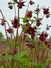 Load image into Gallery viewer, Columbine, &#39;Bordeaux Barlow&#39;
