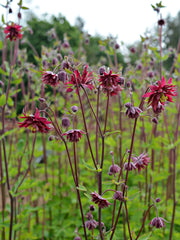 Load image into Gallery viewer, Columbine, &#39;Bordeaux Barlow&#39;
