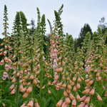 Load image into Gallery viewer, Foxglove, &#39;Apricot Beauty&#39;
