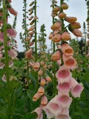 Load image into Gallery viewer, Foxglove, &#39;Apricot Beauty&#39;
