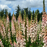 Load image into Gallery viewer, Foxglove, &#39;Apricot Beauty&#39;
