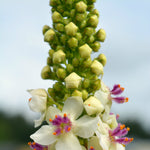 Load image into Gallery viewer, Verbascum, &#39;Phoenician Mullein&#39;
