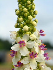 Load image into Gallery viewer, Verbascum, &#39;Phoenician Mullein&#39;
