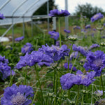 Load image into Gallery viewer, Scabiosa, &#39;Fama Deep Blue&#39;
