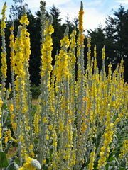 Load image into Gallery viewer, Verbascum, &#39;Arctic Summer&#39;
