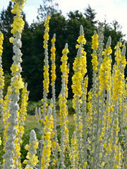 Load image into Gallery viewer, Verbascum, &#39;Arctic Summer&#39;
