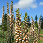 Load image into Gallery viewer, Foxglove, &#39;Café Crème&#39;
