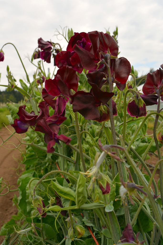 Sweet Pea, 'Windsor' | Uprising Seeds