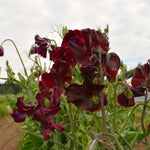 Load image into Gallery viewer, Sweet Pea, &#39;Windsor&#39;
