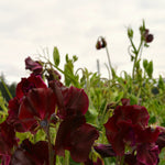 Load image into Gallery viewer, Sweet Pea, &#39;Windsor&#39;
