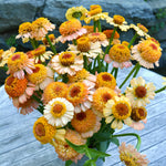 Load image into Gallery viewer, Zinnia, &#39;Zinderella Peach&#39;
