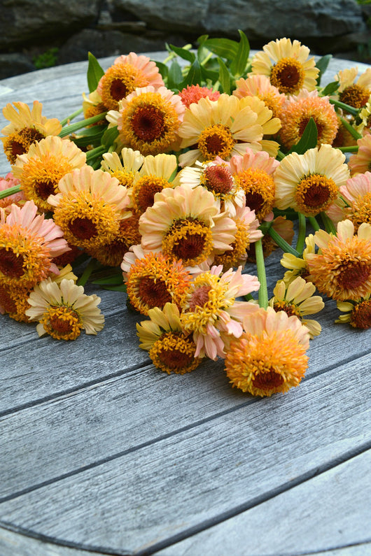 Zinnia, 'Zinderella Peach'